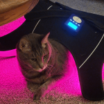 visumlight