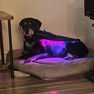 visumlight